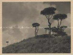 Pozzuoli - Pinienstudie am Monte Nuovo