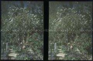 Blick in den Garten der Villa Gustavina