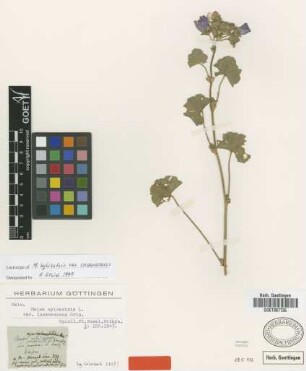 Malva sylvestris L. var. incanescens Griseb.[syntype]