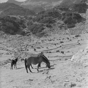 Landschaftsbild vom Pirin-Gebirge. Weidende Pferde im Tal des Pirin-Gebirges