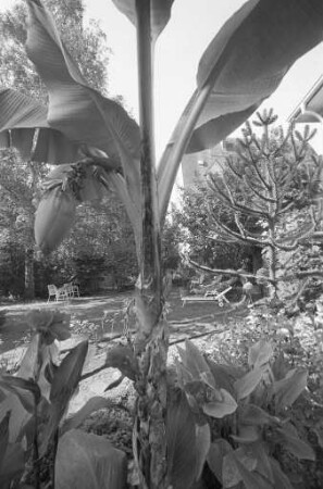 Blühende Bananenstaude im Garten von Ernst Mehrtens in Rüppurr