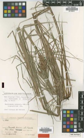 Rhynchospora polyphylla Vahl var. longispiculosa Kük.[Isosyntype]