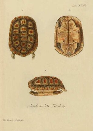 Tab XXIII. Testudo areolata Thumberg