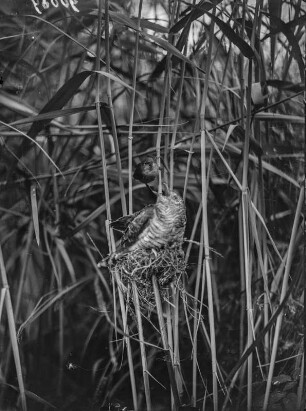 Kuckuck : Kuckuck (Cuculus canorus Linnaeus) im Nest des Teichrohrsängers (Acrocephalus scirpaceus Hermann).