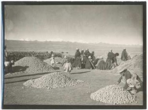 Kartoffelernte der Aymara-Indianer in der Finca Avichaca bei Achacachi