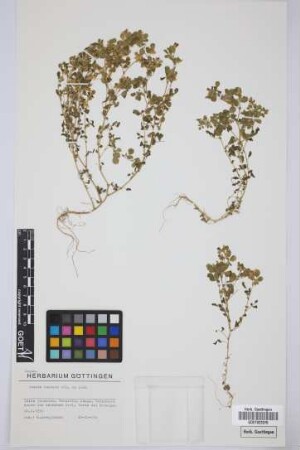 Ononis dentata Lowe