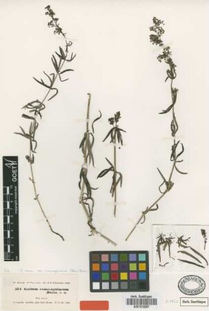 Galium consanguineum Boiss. [isotype]