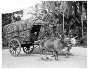 Saigon (Ho-Chi-Minh-Stadt). Ochsenkarren auf einer Straße