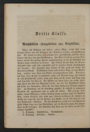 Dritte Klasse. Amphibien (Amphibia oder Reptilia).