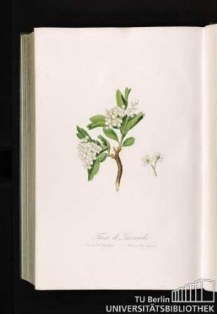 Fiore di Lazzerolo