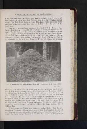 Ameisenhügel bei Forsthaus Buchholz