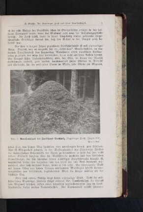 Ameisenhügel bei Forsthaus Buchholz