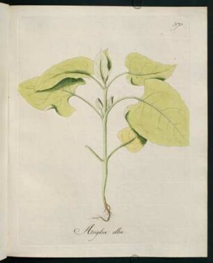Atriplex alba