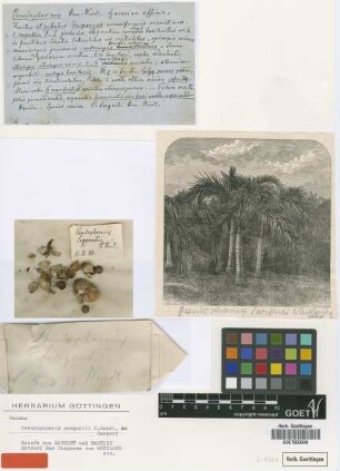 Pseudophoenix sargentii H.Wendl. ex Sarg. [isotype]