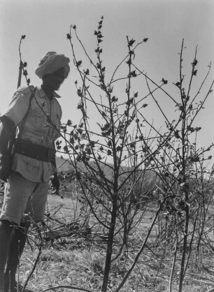 Männerportrait : Ein Soldat zwischen kleinen Baumwollsträuchern