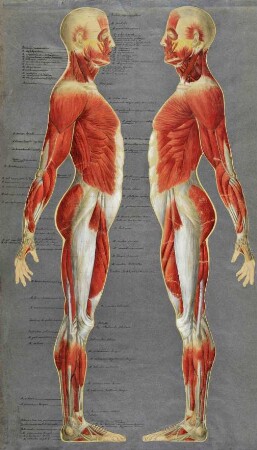 Anatomische Tafel, Seitenansicht links, Seitenansicht rechts
