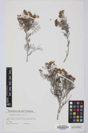 Schizogyne sericea (L.) Sch.Bip.
