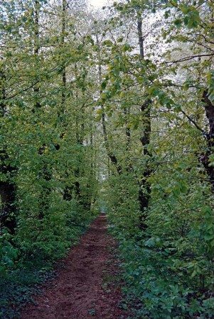 Gut Tangstedt: Park: Reitweg: 5. Mai 1994