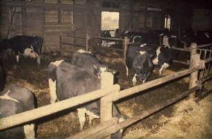 Fotografie: Stallsystem, Milchviehhaltung, Tieflaufstall