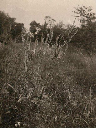 Wiesen-Sauerampfer (Rumex acetosa)