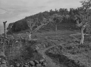 Heiliger Hain : Heiliger Hain beim Dorf Gandima