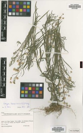 Conyza bonariensis (L.) Cronquist