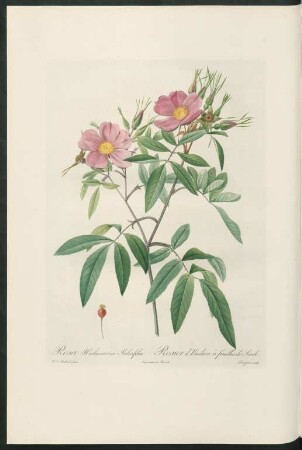 Rosa Hudsoniana Salicifolia. Rosier d'Hudson à feuilles de Saule. Langlois sculp.