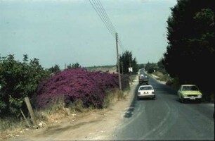 Zypern: Küstenstraße, Limassol-Paphos