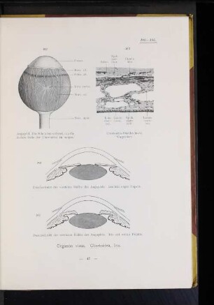 Organon visus. Chorioidea, Iris.