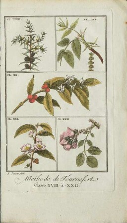 Illustration: Methode de Tournefort. Classe XVIII-à-XXII.