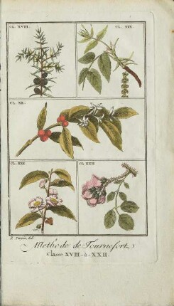 Illustration: Methode de Tournefort. Classe XVIII-à-XXII.