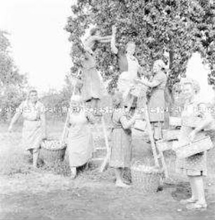 Hausfrauenbrigade der LPG Eichwege (Kr. Forst) bei der Apfelernte in der Gärtnerei