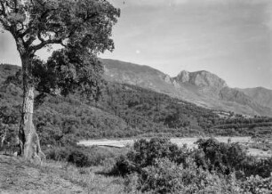 Flusslandschaft : Am Unterlauf des Oued Agrioun: Blick auf Macchienvegetation sowie Korkeichen.