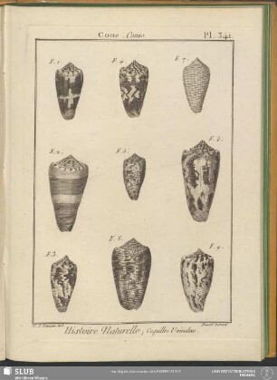 Pl. 341. Cone. Conus