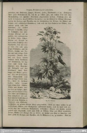 Ricinus