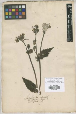 Sonchus