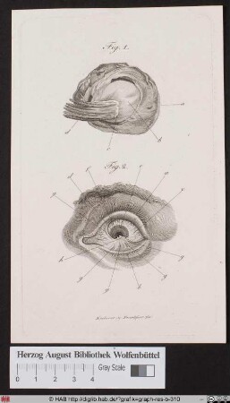 Anatomische Studie des Auges.