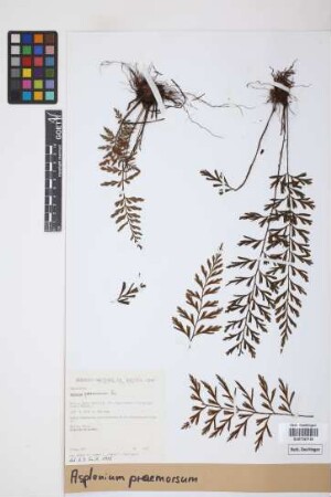 Asplenium praemorsum