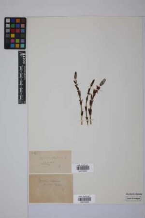Equisetum sylvaticum L.