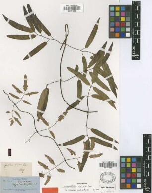 Lygodium wrightii Mett. ex Prantl [isotype]