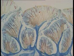 Morphologie und Lebensweise von Chironex fleckeri (Cubozoa)
