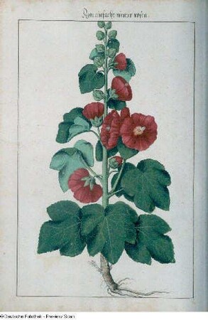 Rote einfache winter rosen, Seite 171