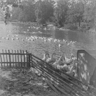 Commerauer Teich und Waldarbeiter : Commerau/Komorow. Teich mit Gänseschar