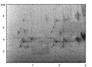 Star | Sturnus vulgaris - Gesang