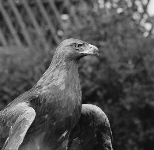 Zootiere. Steinadler