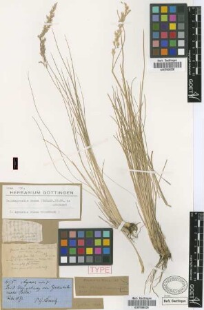 Agrostis rosea Griseb. [type]