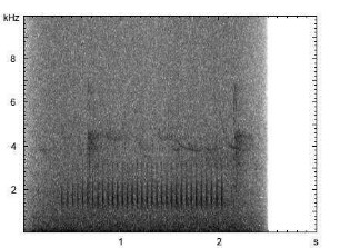 Kleinspecht | Dendrocopos minor - Trommeln