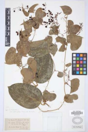Smilax mauritanica Webb & Berthel.