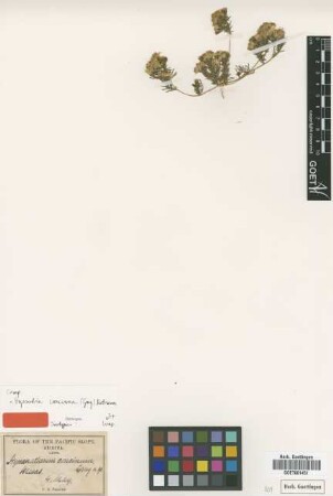 Hymenatherum concinnum A.Gray [isotype]