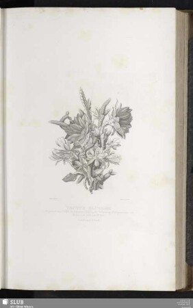 Cactus Blüthen